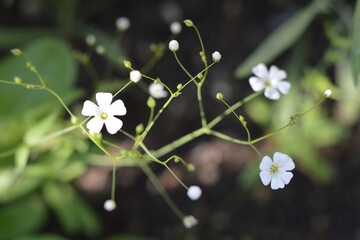 Baby's breath flowers (gypsophila elegans) blooming in the garden