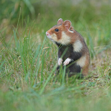 Feldhamster (Cricetus cricetus) aufrecht im Gras, seltenes und bedrohtes Wildtier Europas, charismatischer Nager als Symbol f&uuml;r Biodiversit&auml;t, Artenvielfalt und detailreiche Wildlife-Aufnahme