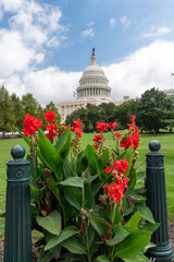 Flowers in DC with the capitol building in the distance