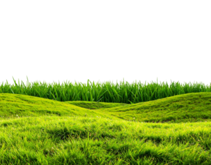 Grass on a transparent background