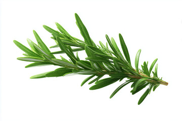 Fototapeta premium A fresh sprig of rosemary, 3D render, isolated on a white background.