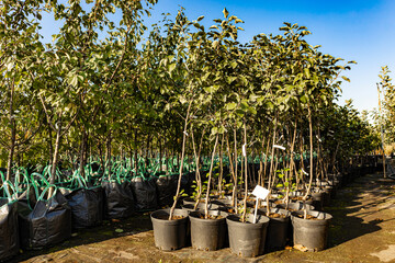 apple tree seedling in a plant nursery. sale of fruit tree seedlings. planting an apple tree. plant nursery