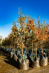 a pear seedling in a plant nursery, vertical photo. planting a pear tree. planting a fruit tree. plant nursery