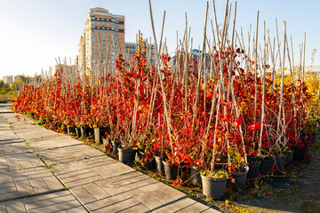 a maiden grape seedling in a plant nursery. growing grape seedlings. grape seedlings in a plant nursery. red grape leaves