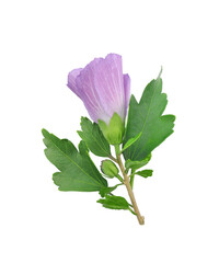 Lilac hibiscus syriacus or rose mallow flower with leaves isolated on white background	