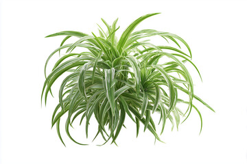 Obraz premium A spider plant with offshoots, 3D render, isolated on a white background.