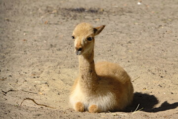 Fototapeta premium vicuna young