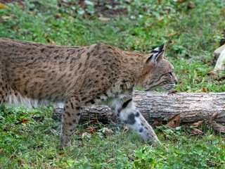A young bobcat
