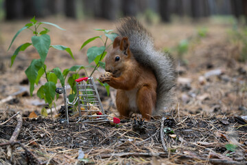 Red squirrel holds nut near small shopping cart and green plants in forest setting. Ground is covered with pine needles and leaves.