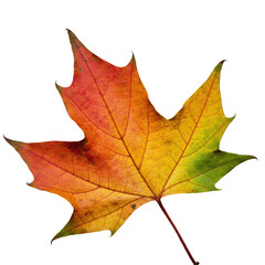 Extreme macro of maple leaf, vibrant crimson to deep green gradient, glossy veins, rich texture, curling edges, isolated on transparent with soft shadow. Concept of autumn's intricate beauty