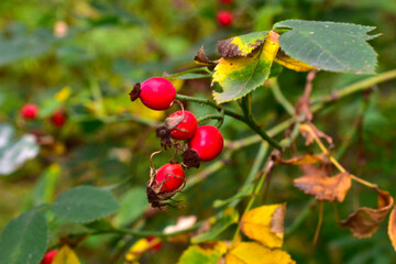 Red rose hips ripened on the branches of the bush.