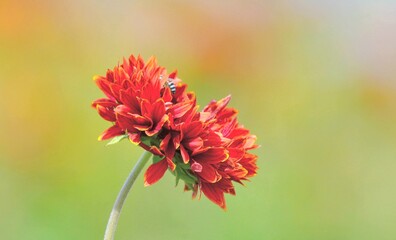 A vibrant Gaillardia (Blanket Flower) blooms in radiant red and orange hues on a single curved stem, set against a softly blurred background, embodying the warmth and beauty of summer gardens