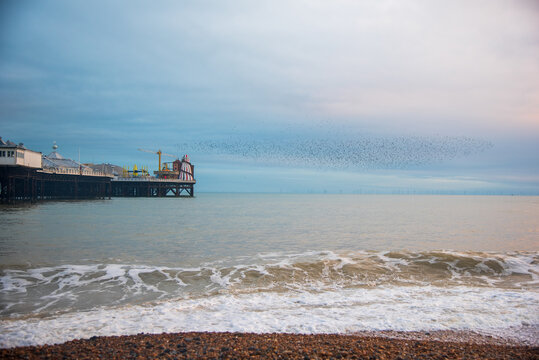 Starling Murmuration on Brighton Seafront on a grey day - Powered by Adobe