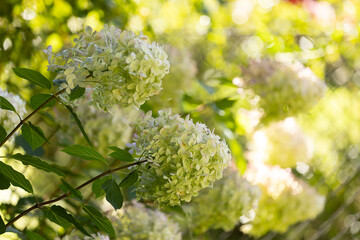 Beautiful Hydrangea paniculata 