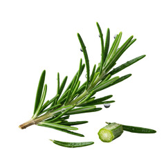 Fototapeta premium Extreme close-up of a vibrant dewy rosemary sprig with a cut stem revealing moist interior, moisture droplets on emerald needles, transparent background, dramatic lighting, commercial food concept