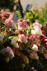 Obraz premium Beautiful Hydrangea paniculata 