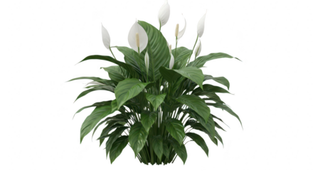 Peace lily plant isolated on transparent background