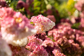 Beautiful Hydrangea paniculata 