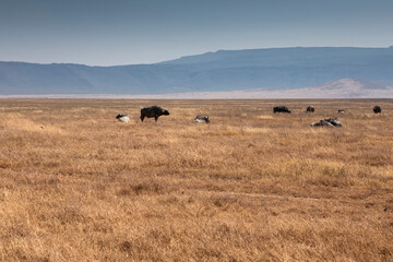 Wild buffalo in a field in a national park. Mountains in the background. Sunny day.