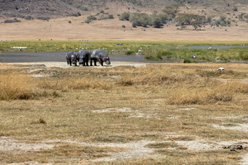 Wild animals in the African savannah. Hippos and zebras. The beautiful nature of the national park.