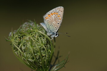 Kleiner Bläuling mit Tautropfen benetzt auf einer Pflanze sitzend