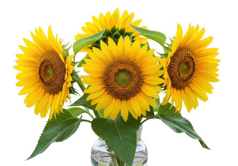 Obraz premium Bright sunflowers in a clear vase with isolated on transparent background