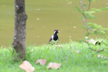 Striking Lapwing Perched by Water: A vibrant lapwing, stands elegantly by a tranquil body of water, its striking plumage a contrast to the soft tones of nature around it.