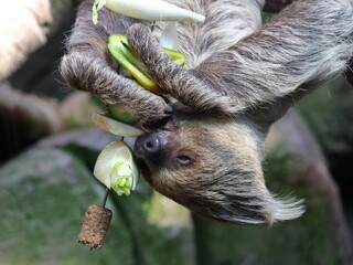 Faultier kopfüberhängend beim Fressen von Früchten