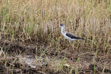 Elegant Stilt Walker: A black-winged stilt bird gracefully navigates a field, embodying the natural grace of avian elegance amidst an immersive ecosystem.