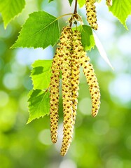 Spring birch blossoms