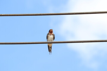 Resting Swallow on Power Line: A vibrant Swallow perches gracefully on a sleek power line against a clear blue sky, showcasing natural elegance in an outdoor environment. 