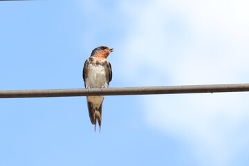 Skybound Perch: A single swallow perched on a wire against a backdrop of the bright blue sky and few clouds. A peaceful bird, feeling free and natural.
