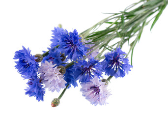 Blue Cornflower isolated on white background. Centaurea cyanus or bachelor's button flowers.