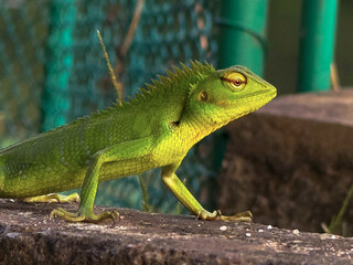 Close-Up of a Green Crested Lizard on a Stone