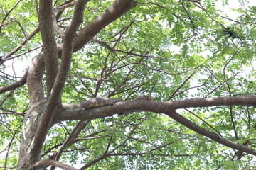 Tree Canopy's Verdant Embrace: A vibrant overhead shot of a tree canopy, showcasing the intricate network of branches and lush green leaves, providing a cool and refreshing perspective from below. 