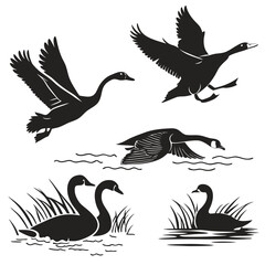 Geese in Flight and Water with Reeds Silhouettes goose