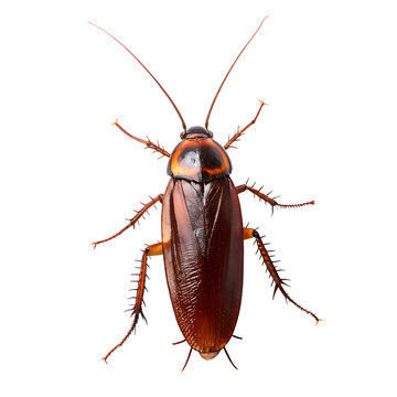 A detailed studio macro photograph of a single brown cockroach with long antennae showcasing its exoskeleton and legs isolated on transparent background