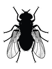 Black silhouette of a housefly with detailed wings and legs