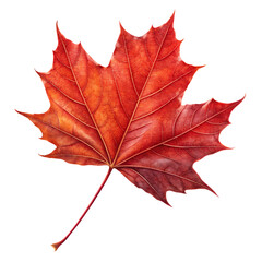 Obraz premium Realistic red maple leaf isolated on black isolated on a transparent background autumn nature