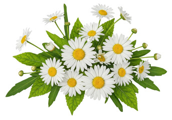 Fototapeta premium A bouquet of white daisy flowers with green leaves isolated on transparent background