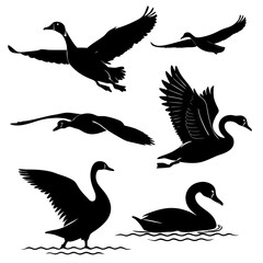 Silhouettes of Swans and Geese in Water and Air goose