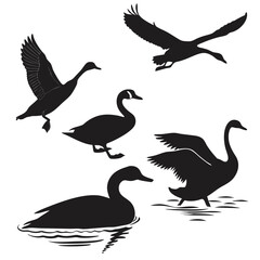 Silhouettes of Swans and Geese in Water and Flight