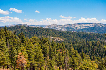 A high-angle panoramic view shows a vast, dense pine forest stretching across rolling hills with a clear blue cloudless sky.