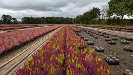 Fototapeten Bordeaux Field of potted heather (Erica) grown for garden center sales.   © Inha