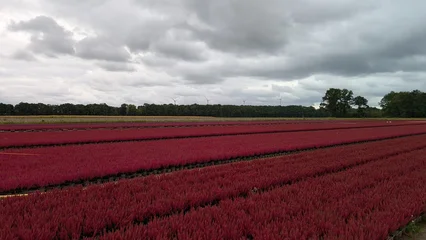 Gordijnen Bordeaux Field of potted heather (Erica) grown for garden center sales.   © Inha