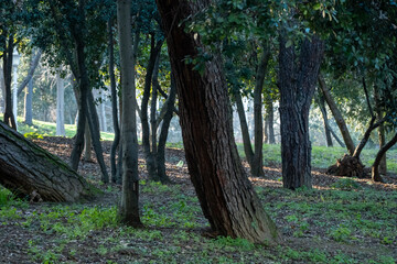Sunset Light Streaming Through the Forest
