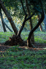 Sunset Light Streaming Through the Forest