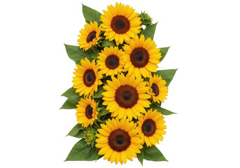 Obraz premium Bright yellow sunflowers arrangement vivid summer floral design isolated on transparent background