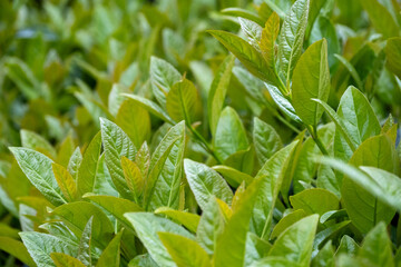 close up of green tea leaves