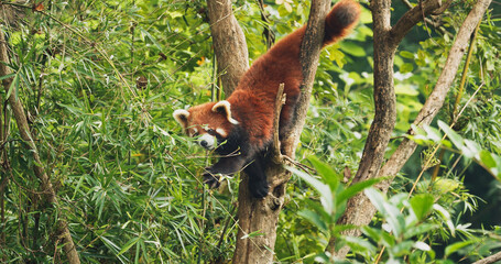 Agile Red Panda Panda Climbs Tree. Ailurus Fulgens Or Lesser Panda Is Small Mammal Native To The Eastern Himalayas And Southwestern China. Red Pandas Are Also Symbol Of Goodness And Good Fortune In